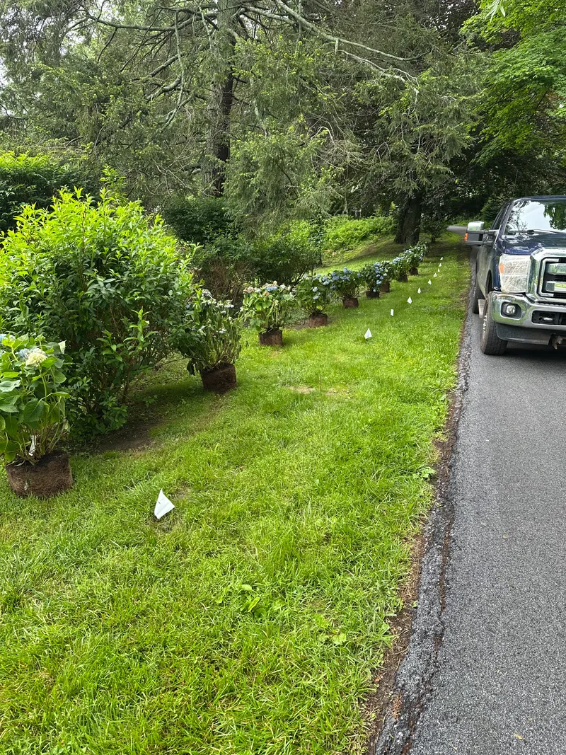 Hydrangea Planting Layout Driveway