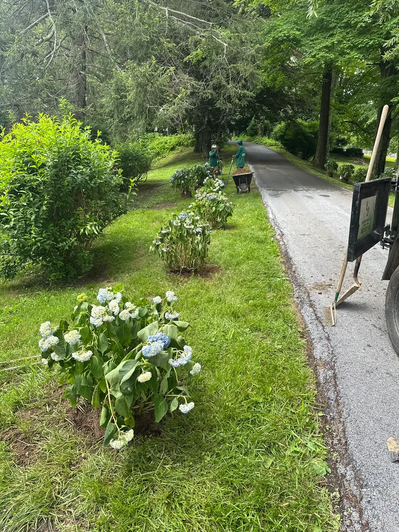 Landscaping Crew Planting Shrubs